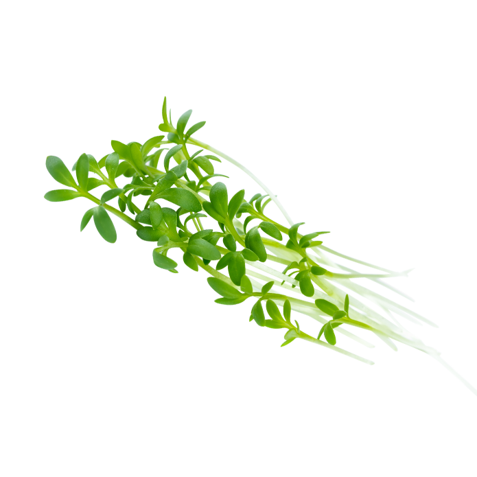 Garden cress