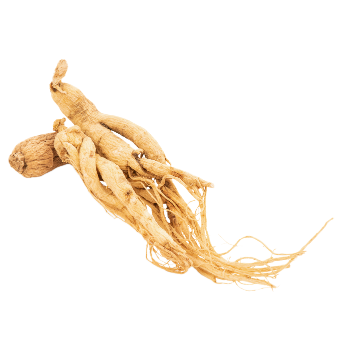 Ženšen